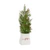 Potted Tree (Set of 2) 14.25"H, 16.5"H Plastic