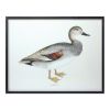 Bird Print Frame (Set of 5) 15.75"H, 17.75"H, 23.5"H, 21.75"SQ, 21.75"H Wood/MDF