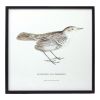 Bird Print Frame (Set of 5) 15.75"H, 17.75"H, 23.5"H, 21.75"SQ, 21.75"H Wood/MDF