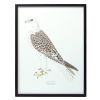 Bird Print Frame (Set of 5) 15.75"H, 17.75"H, 23.5"H, 21.75"SQ, 21.75"H Wood/MDF