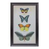 Framed Butterfly Print (Set of 2) 11.25"L x 18.25"H Wood/Glass